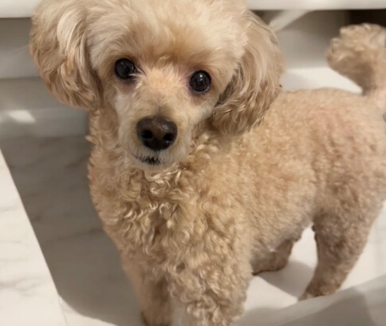 矢田亜希子の愛犬・もなちゃんの可愛いすぎるショットにファンほっこり♡