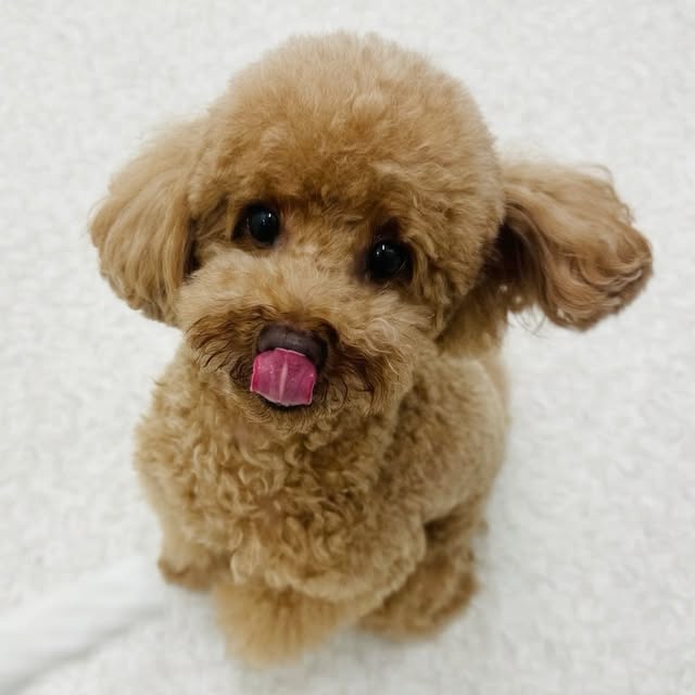 「新年明けましておめでとうワン」瀬戸朝香、今年初出しの愛犬トイプーショットが可愛すぎる！