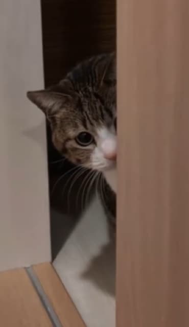 猫がしょっぱい顔！？Suzume Catの最新動画が「かわいい」と話題に！