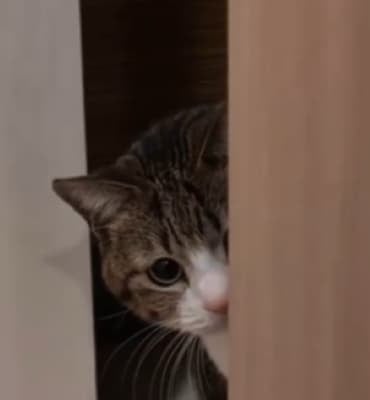 猫がしょっぱい顔！？Suzume Catの最新動画が「かわいい」と話題に！