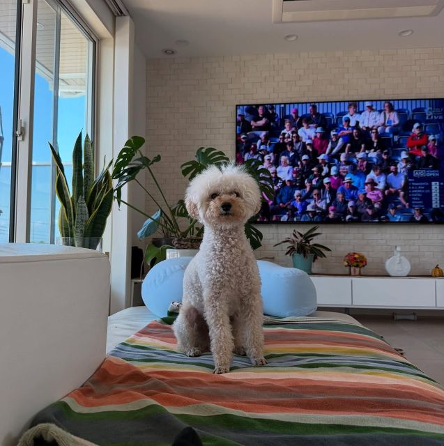 プロゴルファー・永井花奈 可愛すぎる愛犬を披露！「お行儀が良いですね」と話題に！