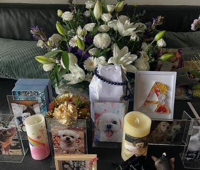前園真聖 愛犬をかわいがってくれた方からお花のプレゼント
