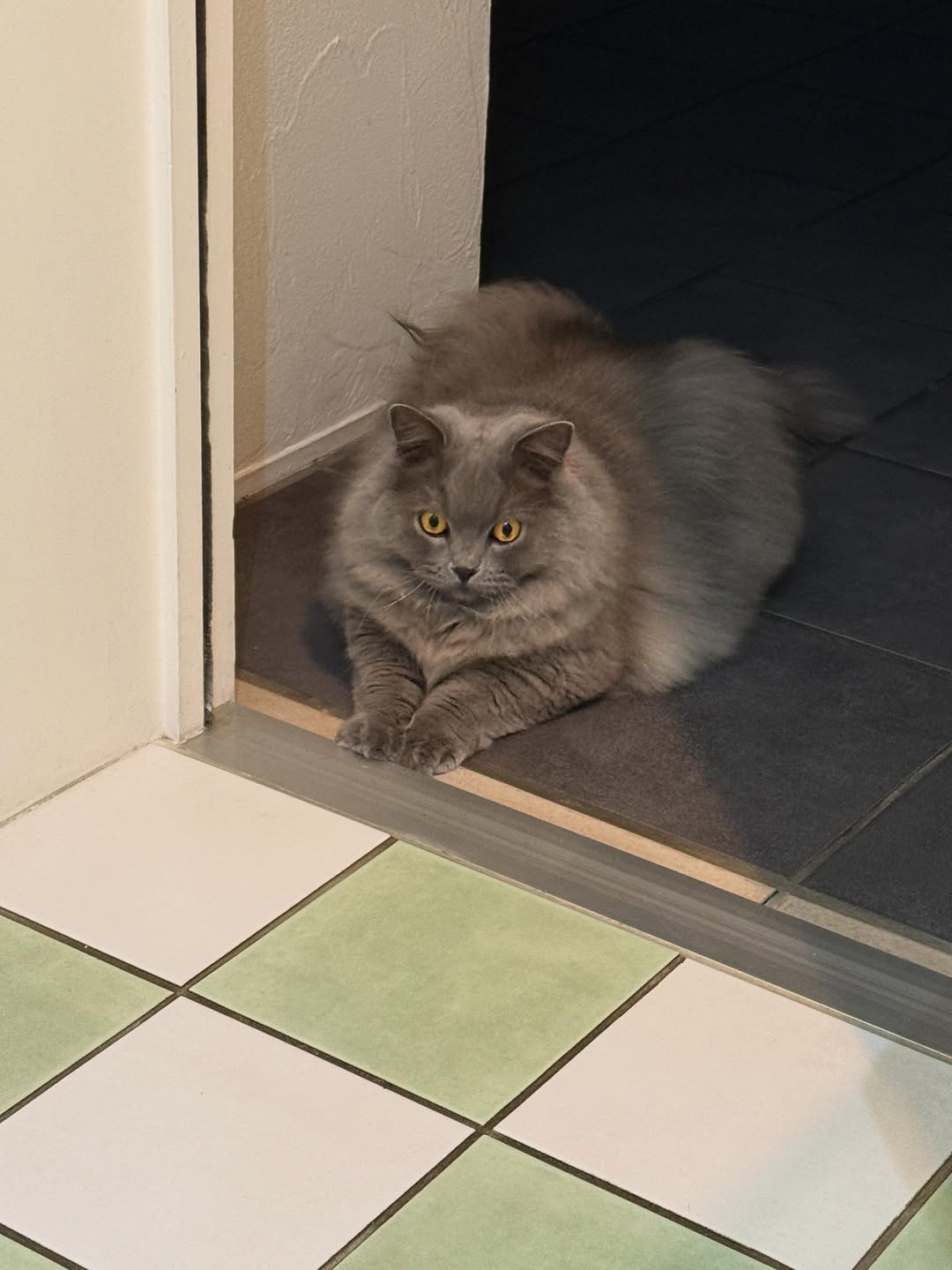 栗原はるみ、愛猫のお行儀良い姿が「可愛すぎて癒される」と話題