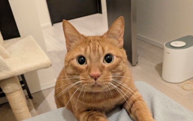 松丸亮吾、愛猫リドくんの忠実さに感心！「有事の際も安心」