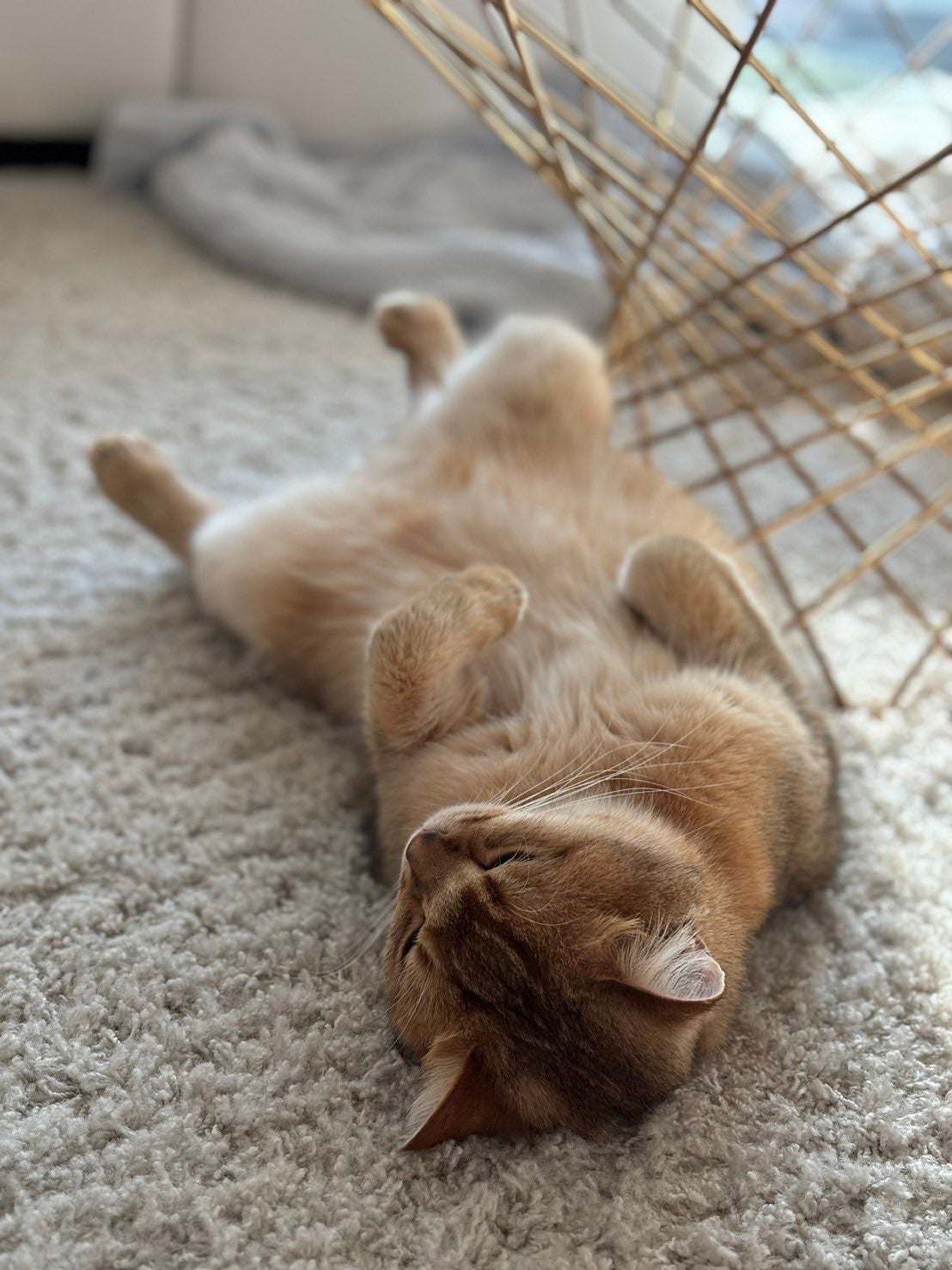 貴島明日香 愛猫のデフォルトショットを公開！「日陰選んで寝てる所好き」