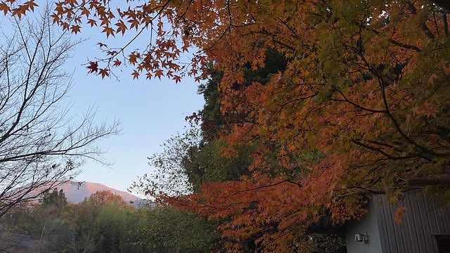 「紅葉と伊吹山の初冠雪と」教育評論家・尾木ママ、