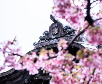 SHOCK EYE、雪と桜の幻想的コラボに感動「とても素敵な瞬間だった」