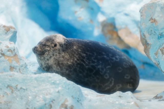 鴨川シーワールド、うとうとする寝顔がかわいいワモンアザラシの姿を公開！