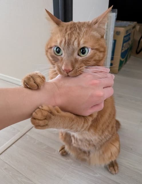 松丸亮吾が愛猫リドの写真をアップ。「全力で阻止されてる」