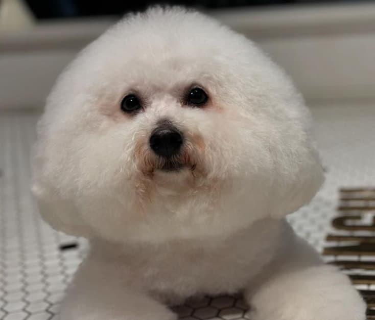 「オニギリヘアー😆😆😆」元サッカー日本代表の槙野智章がトリミング後の愛犬を激写！！！