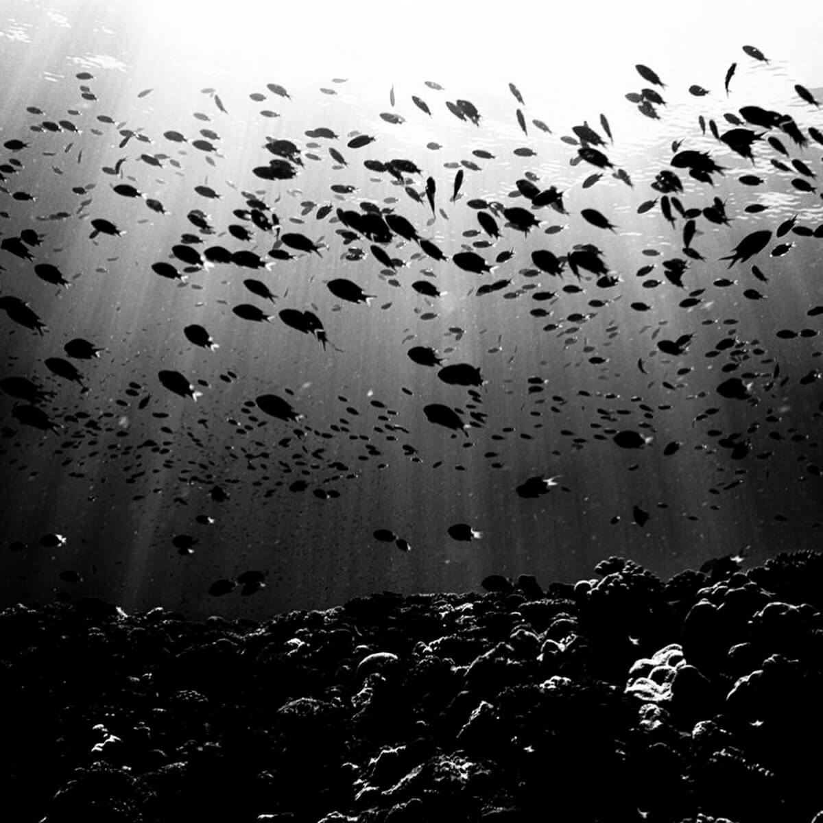 写真家・蜷川実花、海に潜って生き物のモノクロ写真を公開！新シリーズの発表にファンも期待を寄せる