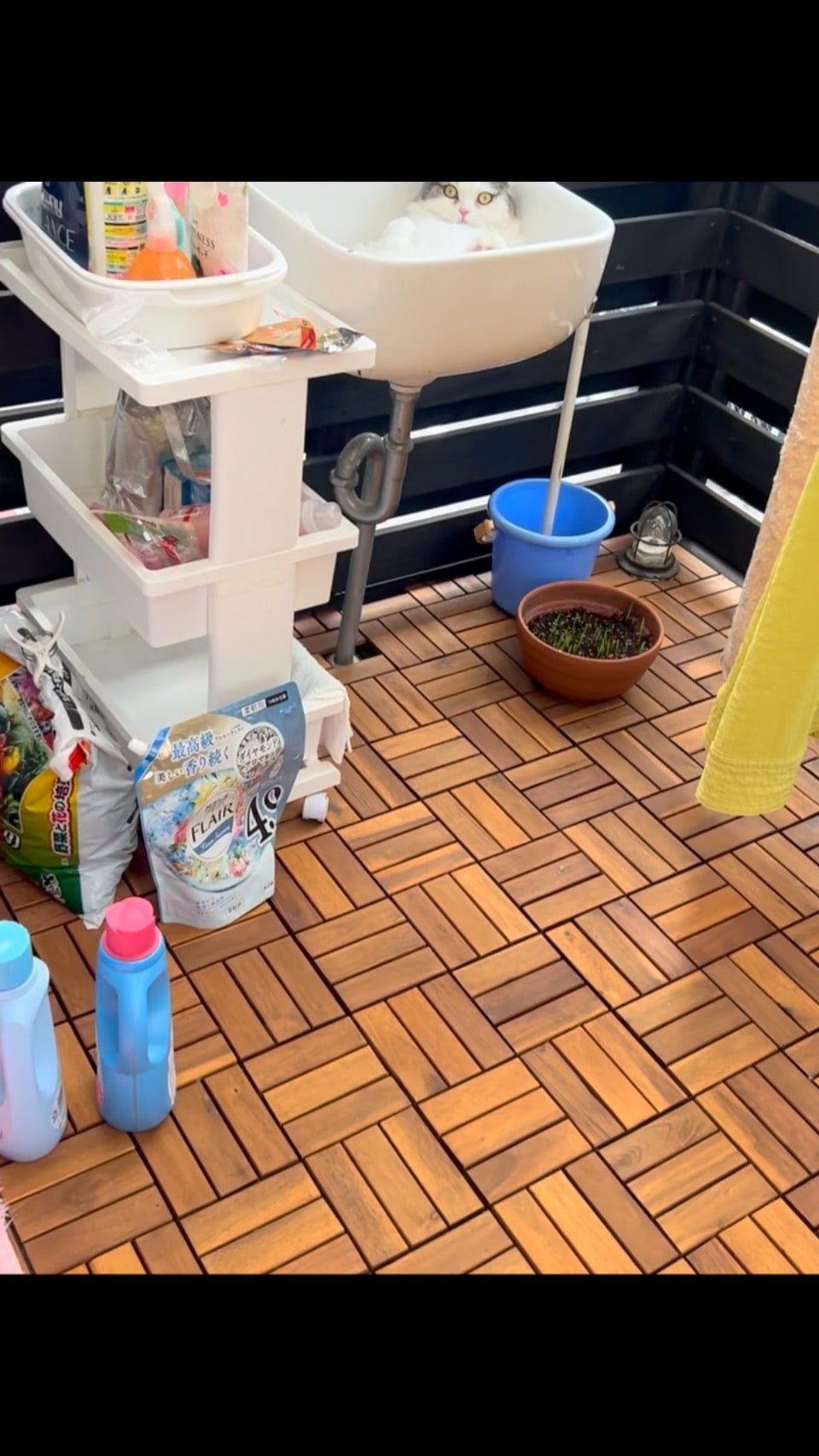 愛猫のリラックス動画を公開　「可愛くてセクシーすぎる」とファン悶絶