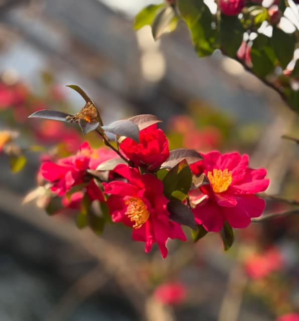 内田雄馬、花の写真を公開！「きれいです」