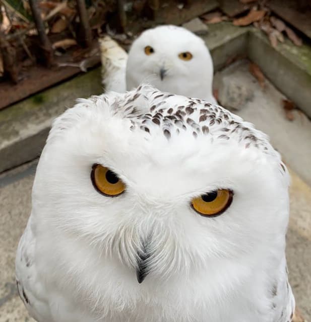 “ビビり”のムースも一緒に　シロフクロウのコンビにほっこり