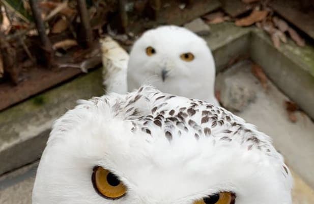 “ビビり”のムースも一緒に　シロフクロウのコンビにほっこり