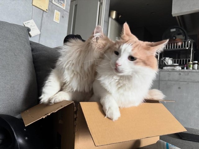寺地拳四朗の愛猫バトル勃発。ダンボールをめぐるモフモフの静かな仁義なき戦い