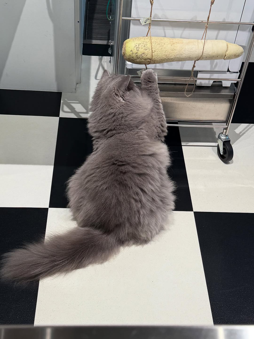 「戯れている体勢に癒される！」栗原はるみの愛猫が興味津々のあるものとは？