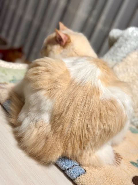 元AKB48倉持明日香、「ミルクティー色」の愛猫しろみ君を公開！ファンから「丁寧に手入れされている」と称賛の声