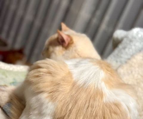 元AKB48倉持明日香、「ミルクティー色」の愛猫しろみ君を公開！ファンから「丁寧に手入れされている」と称賛の声