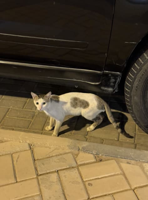 「サウジネコカワイイ」プロゲーマー・ふ～どがサウジアラビアの猫を激写