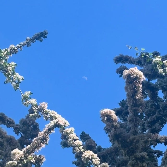 満島ひかりが見上げたロンドンの空。月と花が語りかける静寂のワンシーン
