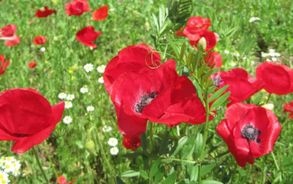 菊池柚花、癒しの花畑ショットに反響「みんな違ってみんないい」