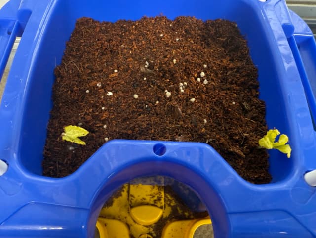 やす子が“やす子菜園”の近況を報告！朝顔の成長に感激