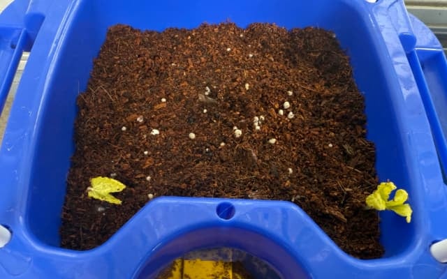 やす子が“やす子菜園”の近況を報告！朝顔の成長に感激