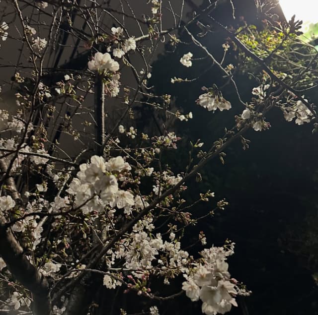 「いつ咲くのかなあ？」佐藤つば冴が軽井沢の桜開花状況を報告⁉