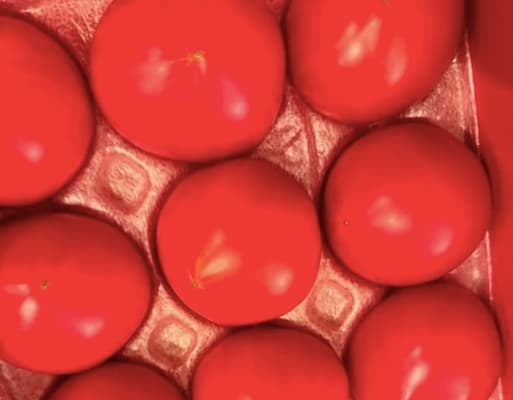 小川菜摘が真っ赤な新鮮トマトを披露！