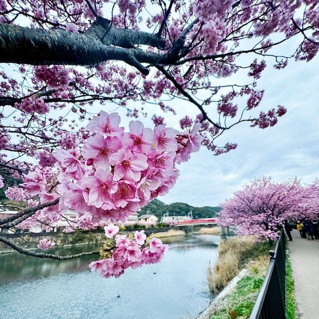 「旅サラダ中継お疲れ様😍💕」中丸雄一が早咲き桜をリポート❗️