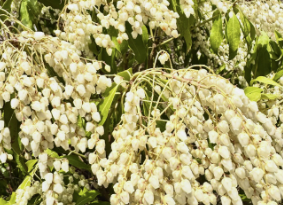 「怖いけど綺麗ならOK？」夏木マリ、“こわい花”との優雅な朝時間にファンほっこり