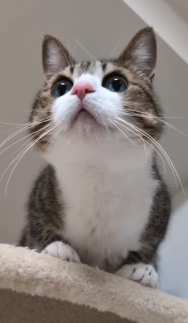 「可愛いね〜」「イケニャン」Suzume Catの下から見上げた猫動画が話題に！