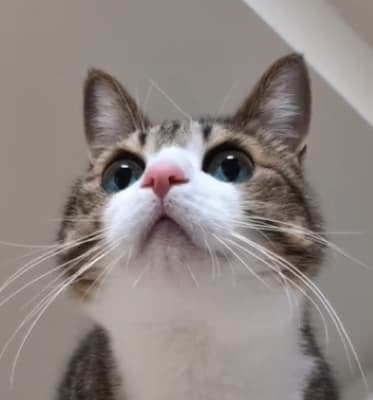 「可愛いね〜」「イケニャン」Suzume Catの下から見上げた猫動画が話題に！