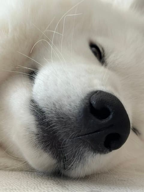 「そうゆうこと…ですか…!?」話題のコンビニスイーツについて女性声優が考察