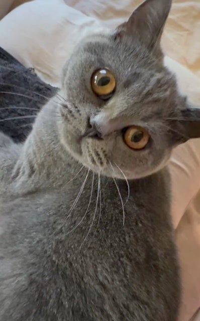 甘えん坊猫に起こされる…国生さゆりの微笑ましい日常