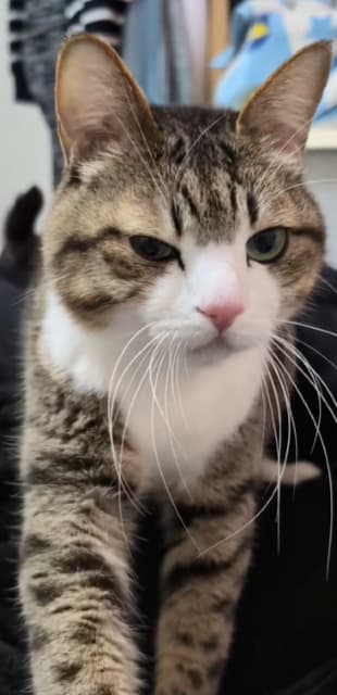 鋭い目つきが癖になる！Suzume Catの愛猫のふみふみが「可愛い！」「匠の技！」と話題に！