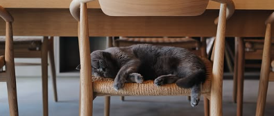 藤井夏恋、「天使の寝顔」に癒される！愛猫ムンクの姿が話題に！！