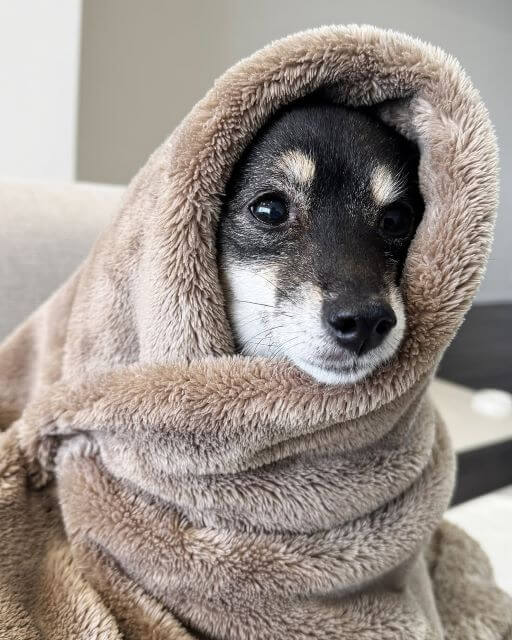 古畑星夏の愛犬・まめにゃんが7歳に！永遠の赤ちゃんとしてこれからも可愛さ無限大！