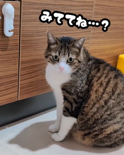 自ら引き出しに収納される猫ちゃんが可愛すぎ！Suzume Catの最新動画に「 良く出来ました」「上手に開けますね」との声続々！