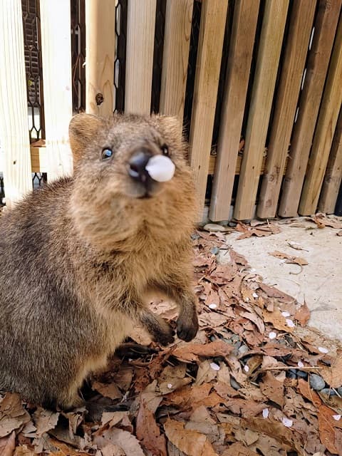 鼻提灯にしか見えない!?埼玉県こども動物自然公園が公開したクオッカのお茶目な姿が話題に
