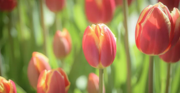 「ビリギャル」のモデル、小林さやかさんが離婚を報告