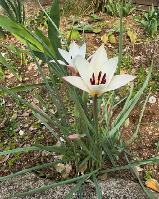 大竹しのぶがお庭に咲いた素敵な花々を公開。