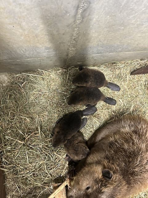 日立市かみね動物園から嬉しいお知らせ！ アメリカビーバーの赤ちゃんが4頭誕生