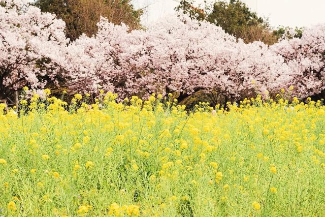 まるで花の水平線！？SixTONES・京本大我の写真が「大我くんの視点本当に好き」と話題に！
