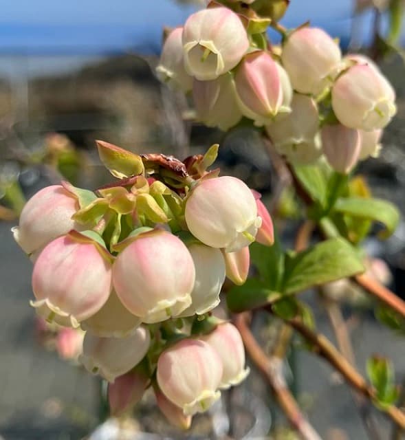 キュンとする可愛さ!?農業法人が投稿した可憐なブルーベリーの花が話題に