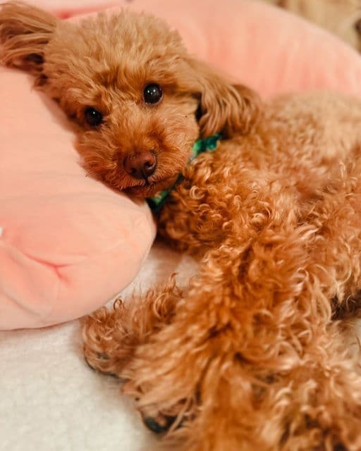 瀬戸朝香、愛犬がまるで人間のよう？！ぬいぐるみのような愛らしいショットにファンから反響！