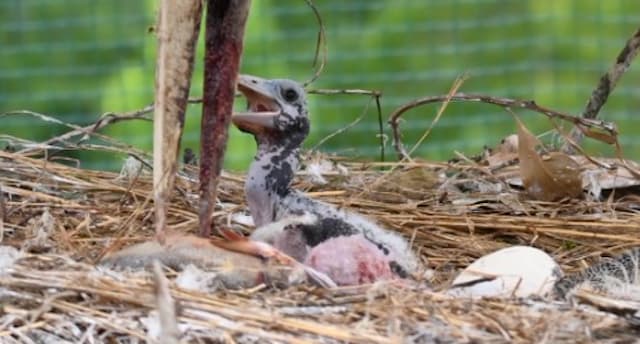 「育児ガチ勢」アフリカハゲコウの銀、今年もパパ業フル稼働！