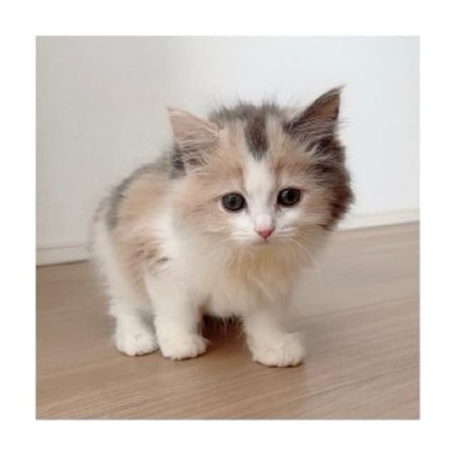 女性声優「家族が増えました」愛おしすぎる姿にファンもメロメロ♡