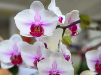 土屋太鳳、東日本大震災から14年 「心の花が咲きますように」